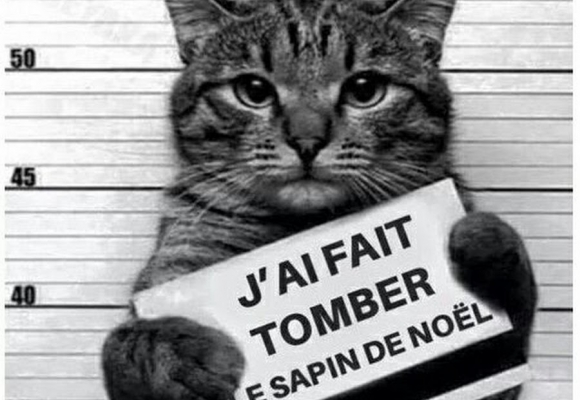 10 sapins de Noël que le chat ne fera pas tomber
