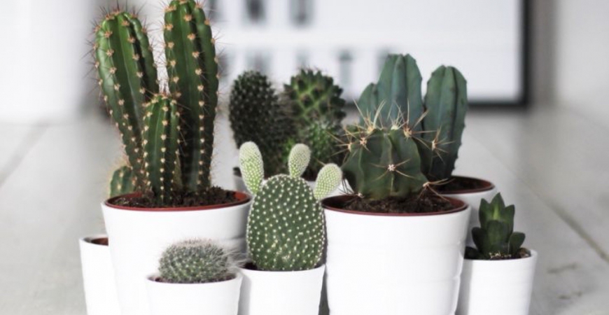 Cadeau déco : offrez un cactus !