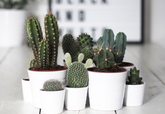 Cadeau déco : offrez un cactus !