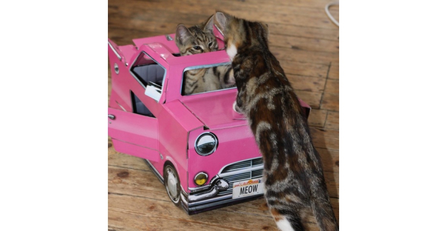 Idee Cadeau Noel 15 Un Cadeau Pour Chat D Appartement Idee Cadeau Noel 15 Un Cadeau Pour Chat D Appartement